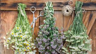 Растение болиголов: лечебные свойства травы и её применение в медицине